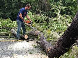 How Our Tree Care Process Works  in  Rio Bravo, TX