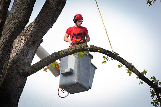 Reliable Rio Bravo, TX  Tree Services Solutions